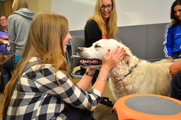 BARK UBC, therapy dogs
