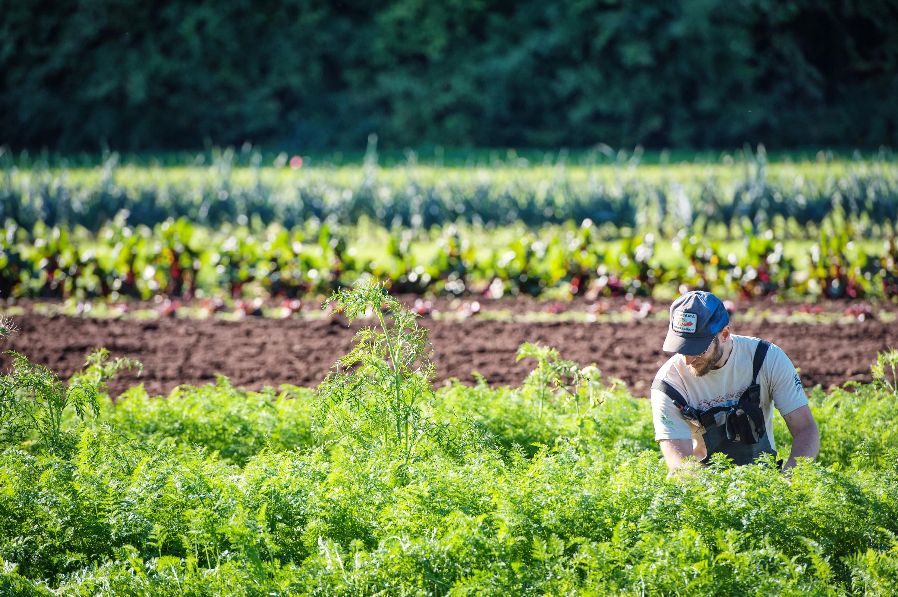 sustainable agriculture and environment, ubc