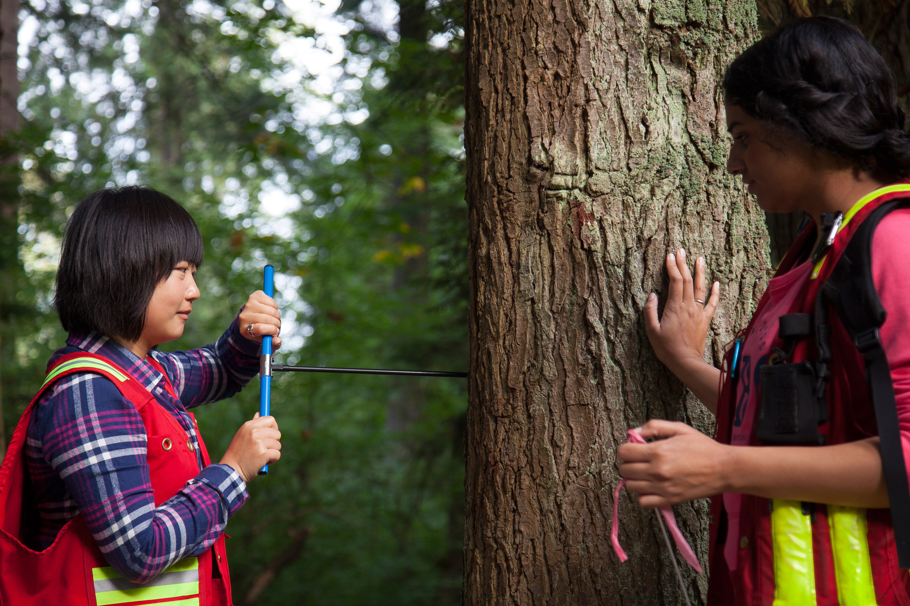 Five things you never knew about UBC Forestry