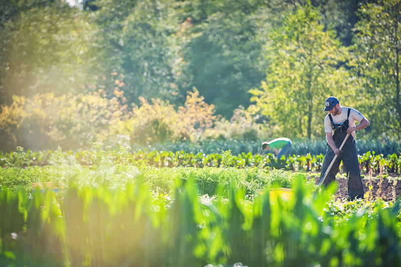 Student farming vegetables on the UBC farm